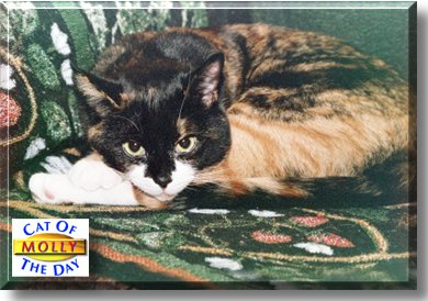 Molly, the Cat of the Day