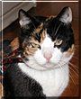 Misu
