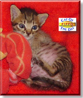 Pippo, the Cat of the Day