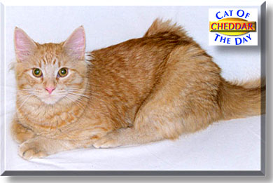 Cheddar Cheese, the Cat of the Day