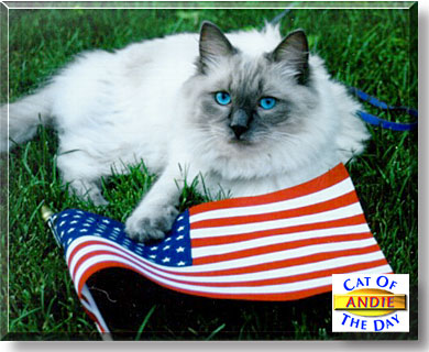 Andie, the Cat of the Day