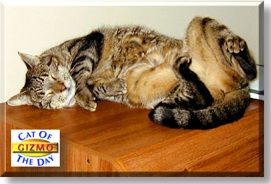Gizmo, the Cat of the Day