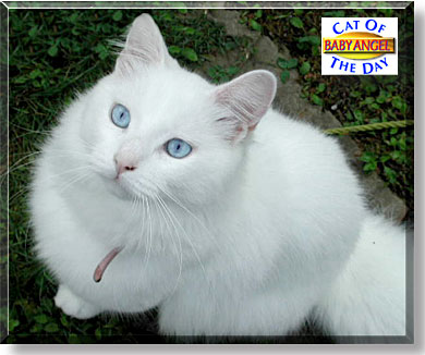 Baby Angel, the Cat of the Day