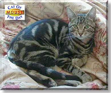 Mouse, the Cat of the Day