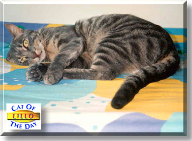 Lillo, the Cat of the Day