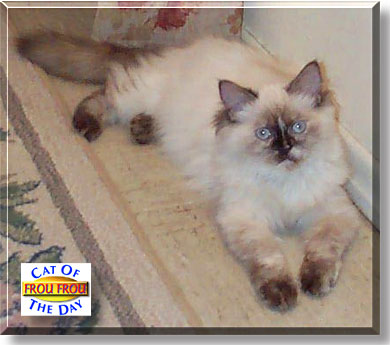 Frou Frou, the Cat of the Day