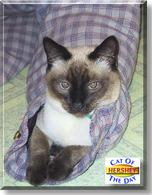 Hershey, the Cat of the Day