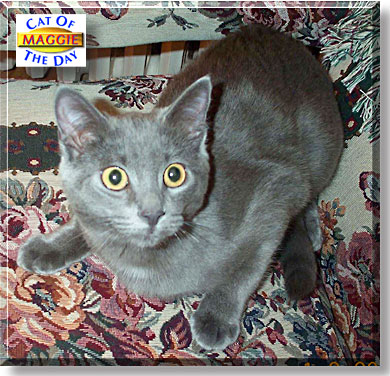Maggie, the Cat of the Day