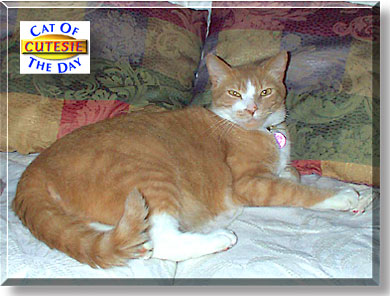 Cutesie, the Cat of the Day