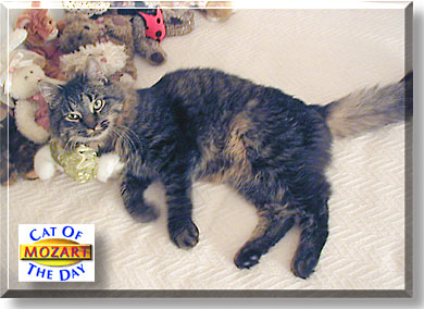 Mozart, the Cat of the Day
