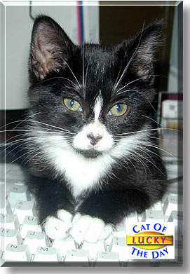 Lucky, the Cat of the Day