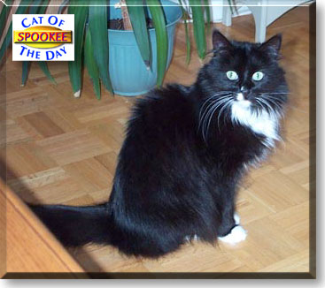 Spookee, the Cat of the Day