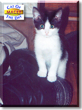 Macey, the Cat of the Day