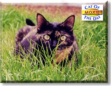Moxie, the Cat of the Day
