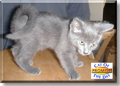 Solomon's Promise, the Cat of the Day