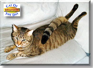 Bruiser, the Cat of the Day