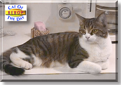 Simeon, the Cat of the Day