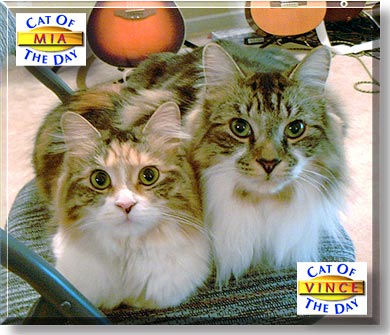 Mia and Vincent, the Cats of the Day