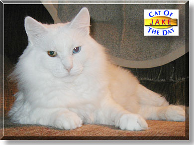 Jake, the Cat of the Day