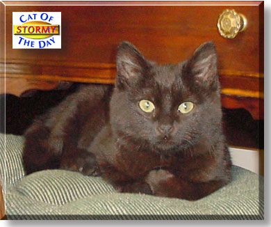 Stormy, the Cat of the Day