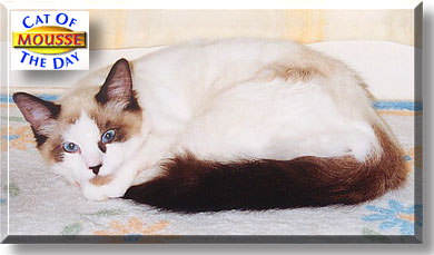 Mousse, the Cat of the Day