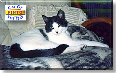 Pinto, the Cat of the Day