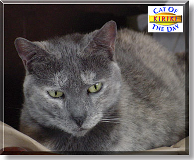 Kiriki, the Cat of the Day