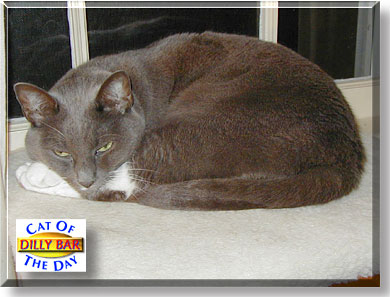 Dilly Bar, the Cat of the Day