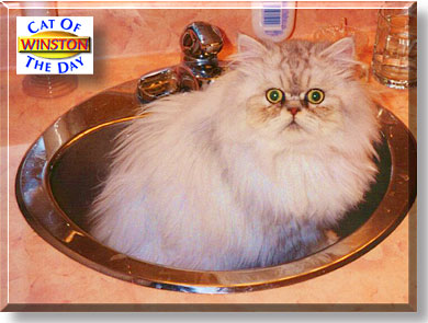 Winston, the Cat of the Day