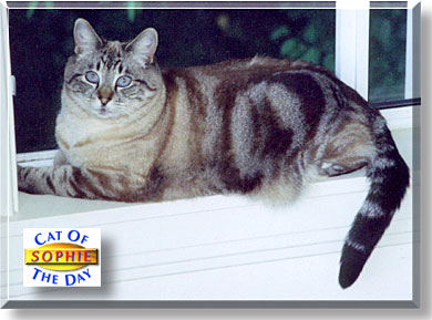 Sophie, the Cat of the Day