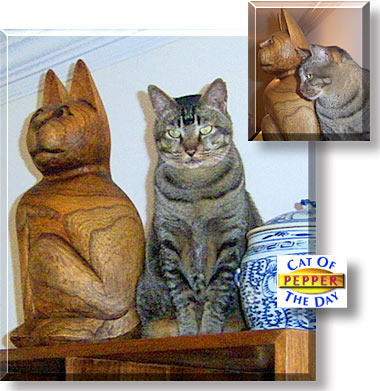 Pepper, the Cat of the Day