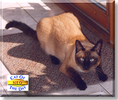 Neo, the Cat of the Day