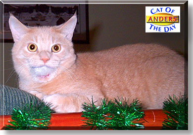 Anders, the Cat of the Day