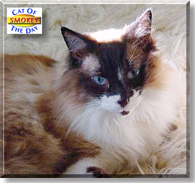 Smokey, the Cat of the Day