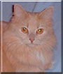 ARastaCat