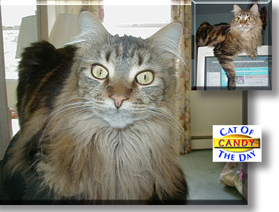 Candy, the Cat of the Day