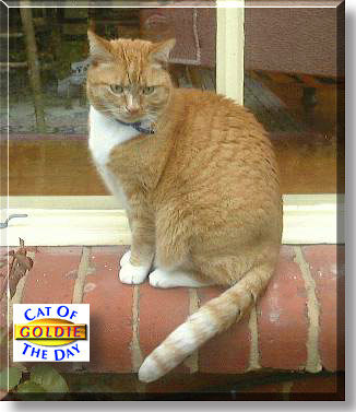 Goldie, the Cat of the Day