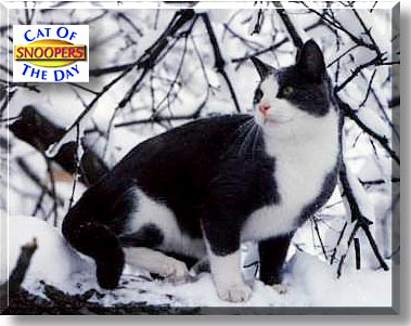 Snoopers, the Cat of the Day