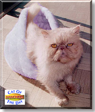 Maimonides, the Cat of the Day