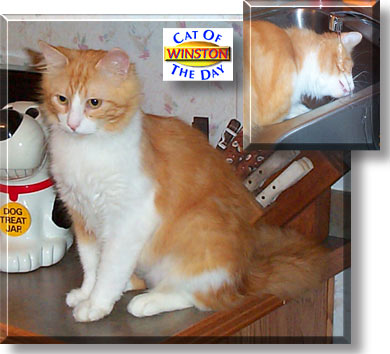 Winston, the Cat of the Day