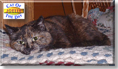Joelle, the Cat of the Day