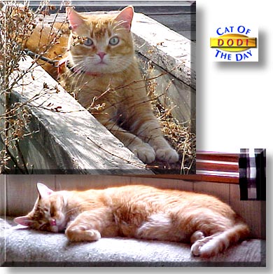 Dodi, the Cat of the Day