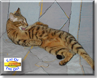 Juni, the Cat of the Day