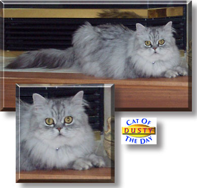 Dusty, the Cat of the Day