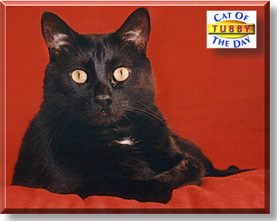 Tubby, the Cat of the Day