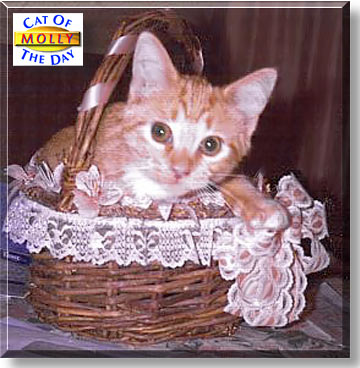 Molly, the Cat of the Day