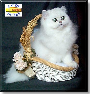 Tiara, the Cat of the Day
