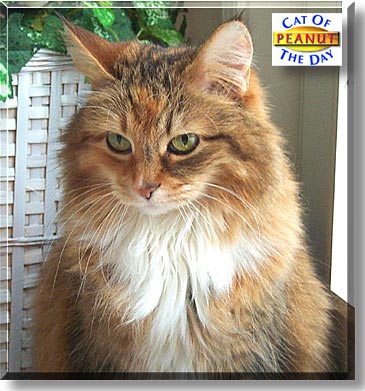 Peanut, the Cat of the Day