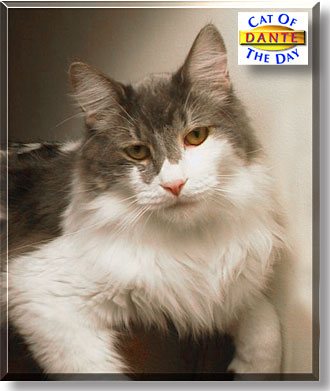 Dante, the Cat of the Day