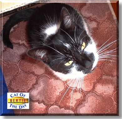 Bertie, the Cat of the Day